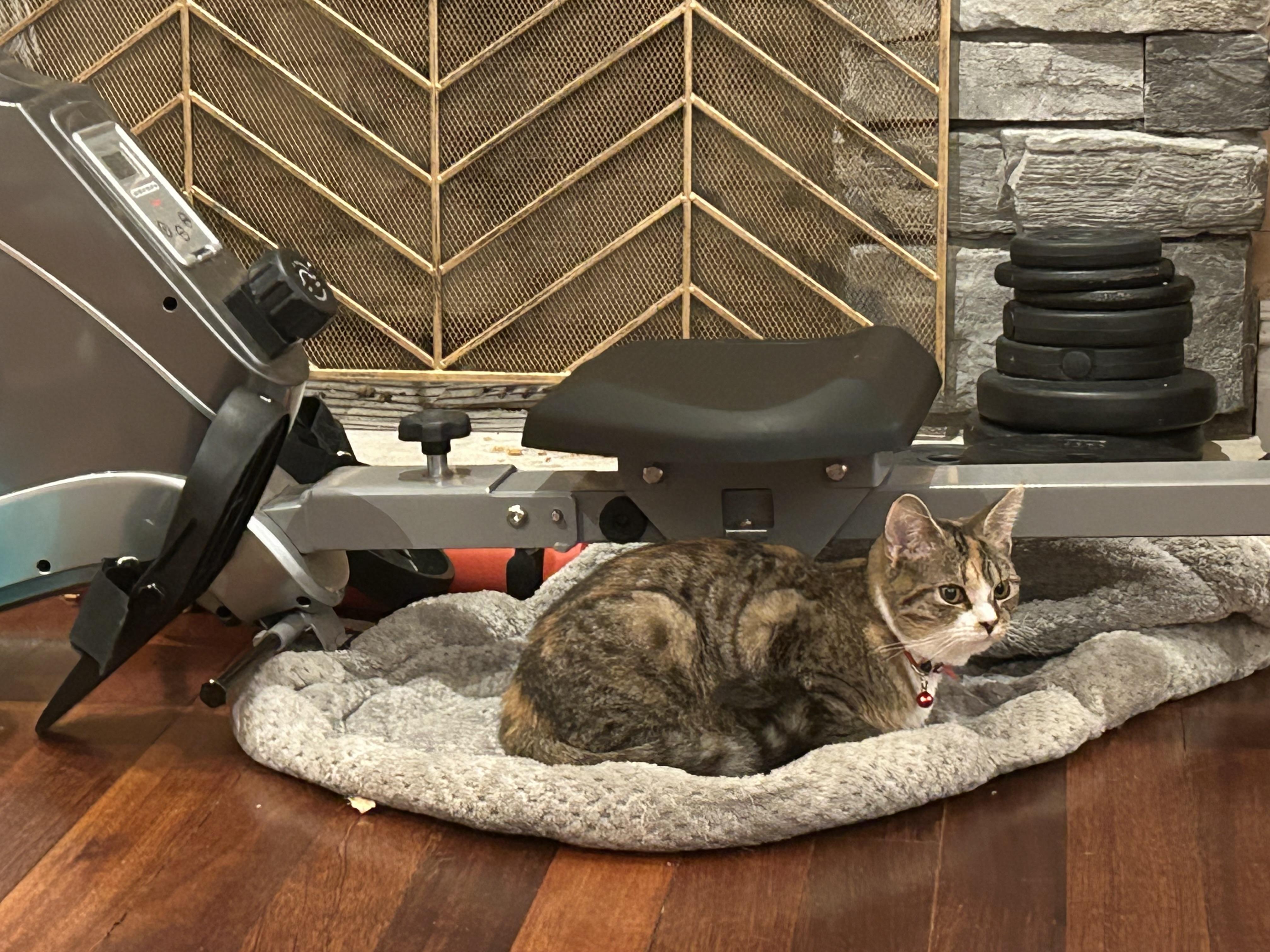 Ella, Adoptable, Young Female Tabby & Calico.