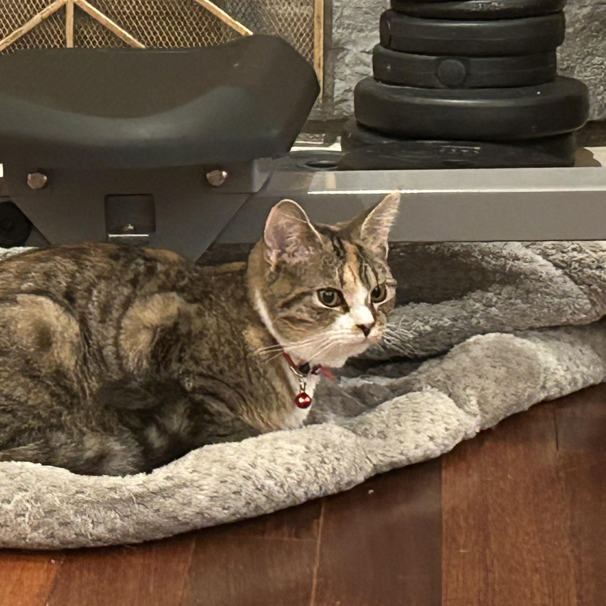 Enlarge Ella, a Adoptable mixed breed in West Nyack, NY image 2/3