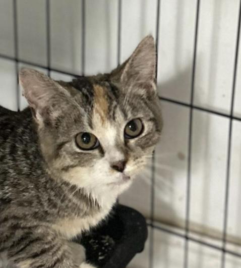 Ella, Adoptable, Young Female Domestic Short Hair & Calico.