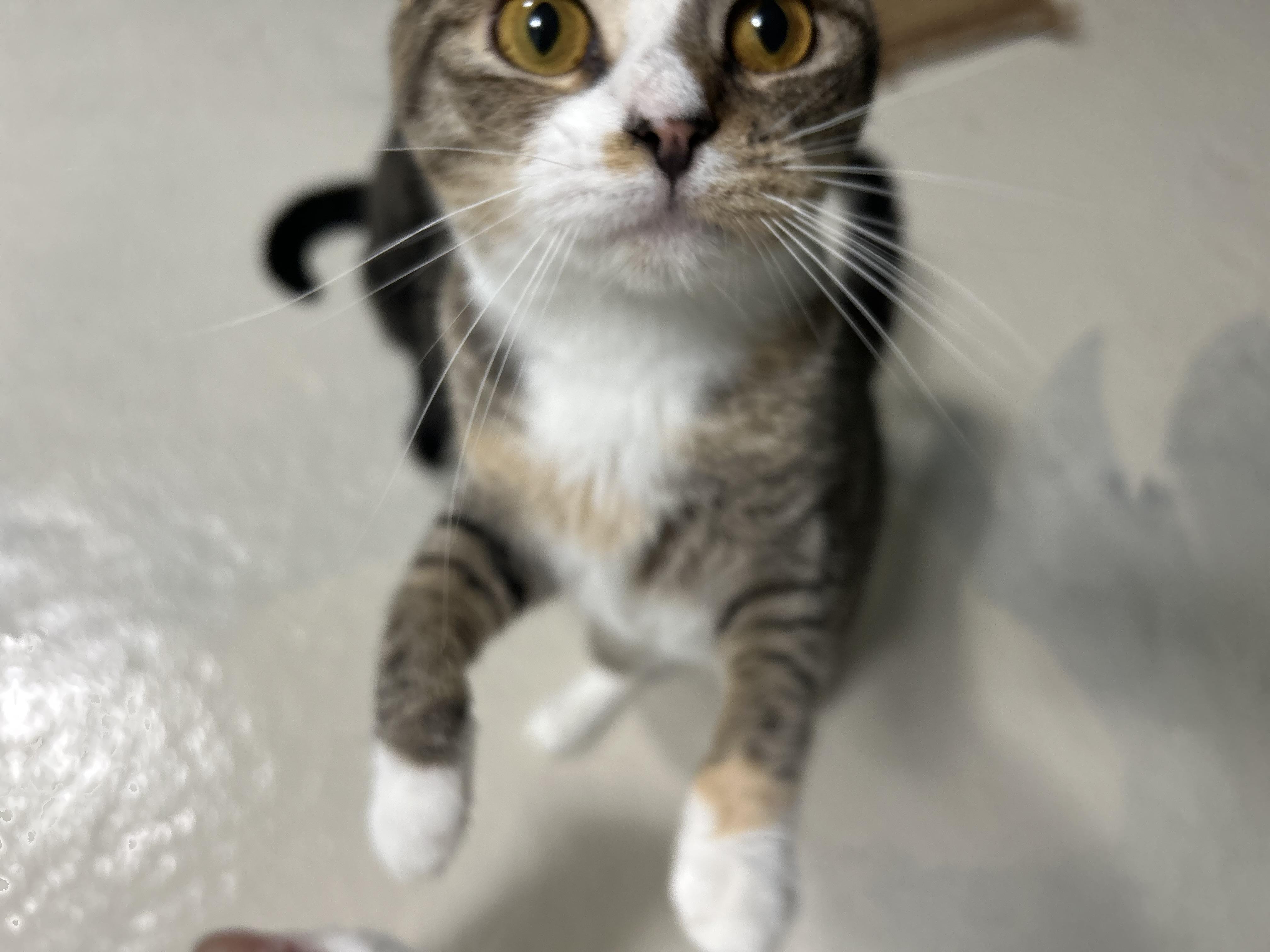 Enlarge Ella, a Adopted mixed breed in West Nyack, NY image 2/4