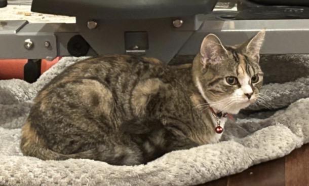 Enlarge Ella, a Adoptable mixed breed in West Nyack, NY image 3/3