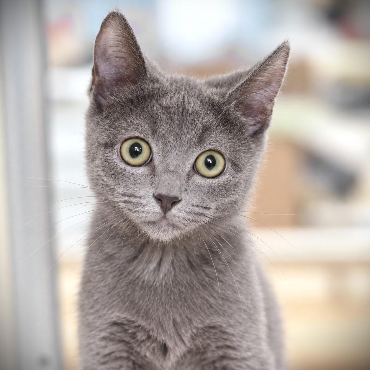 Enlarge John, a Adoptable Domestic Short Hair in Amsterdam, NY image 1/1