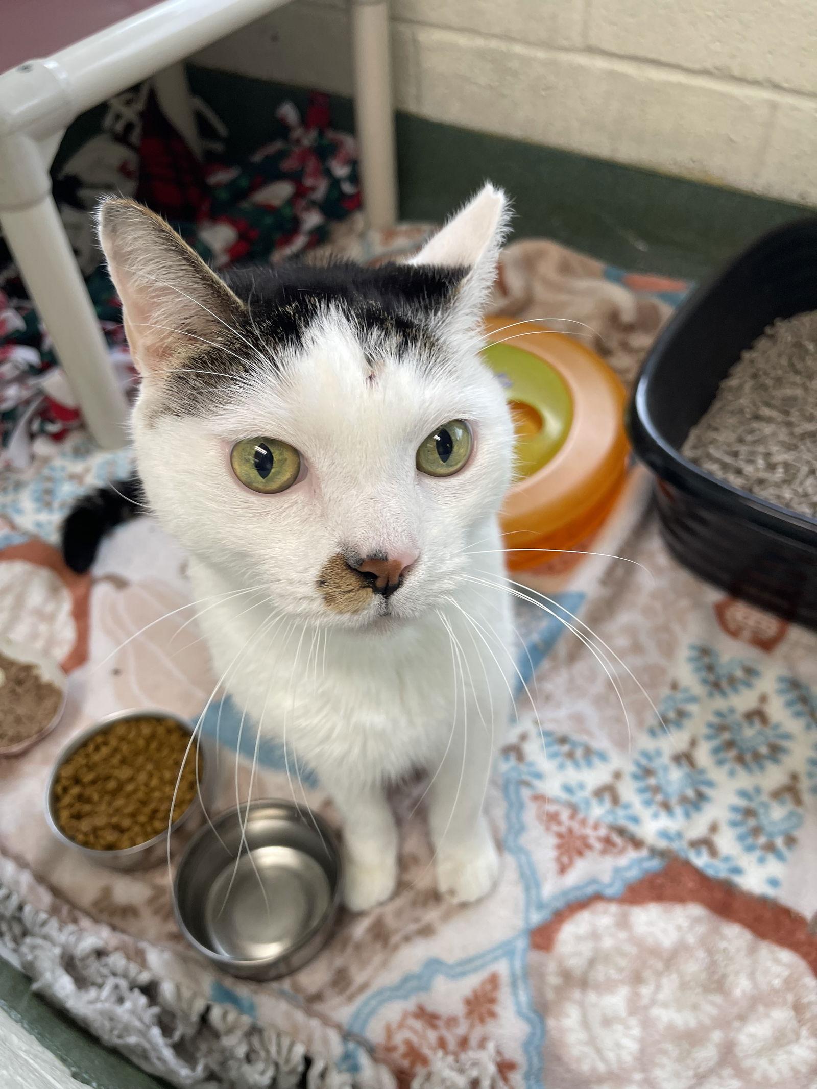 Mr. Ed *, a Adoptable Tabby in Royal Palm Beach, FL image 1/3