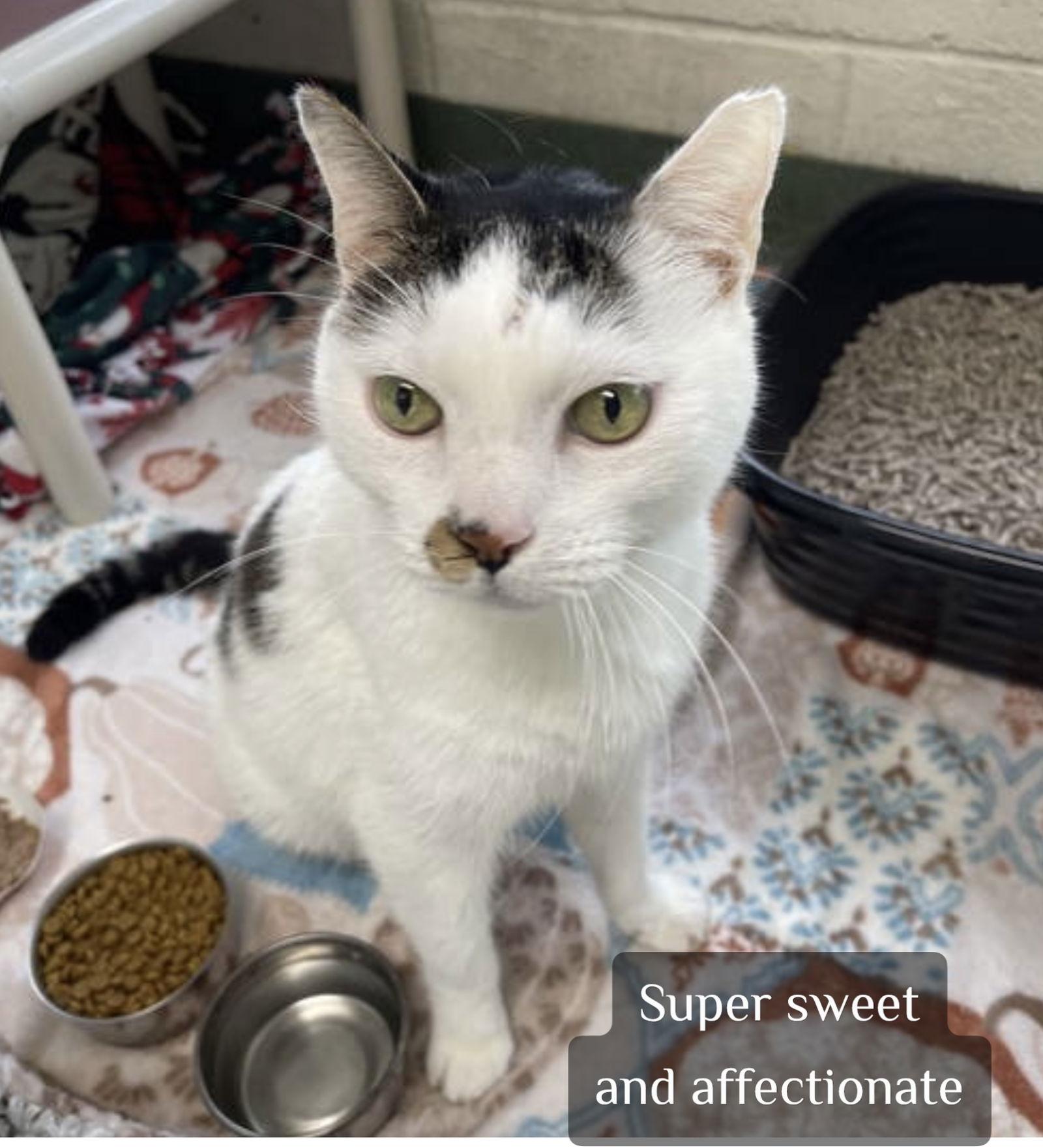 Mr. Ed *, a Adoptable Tabby in Royal Palm Beach, FL image 2/3