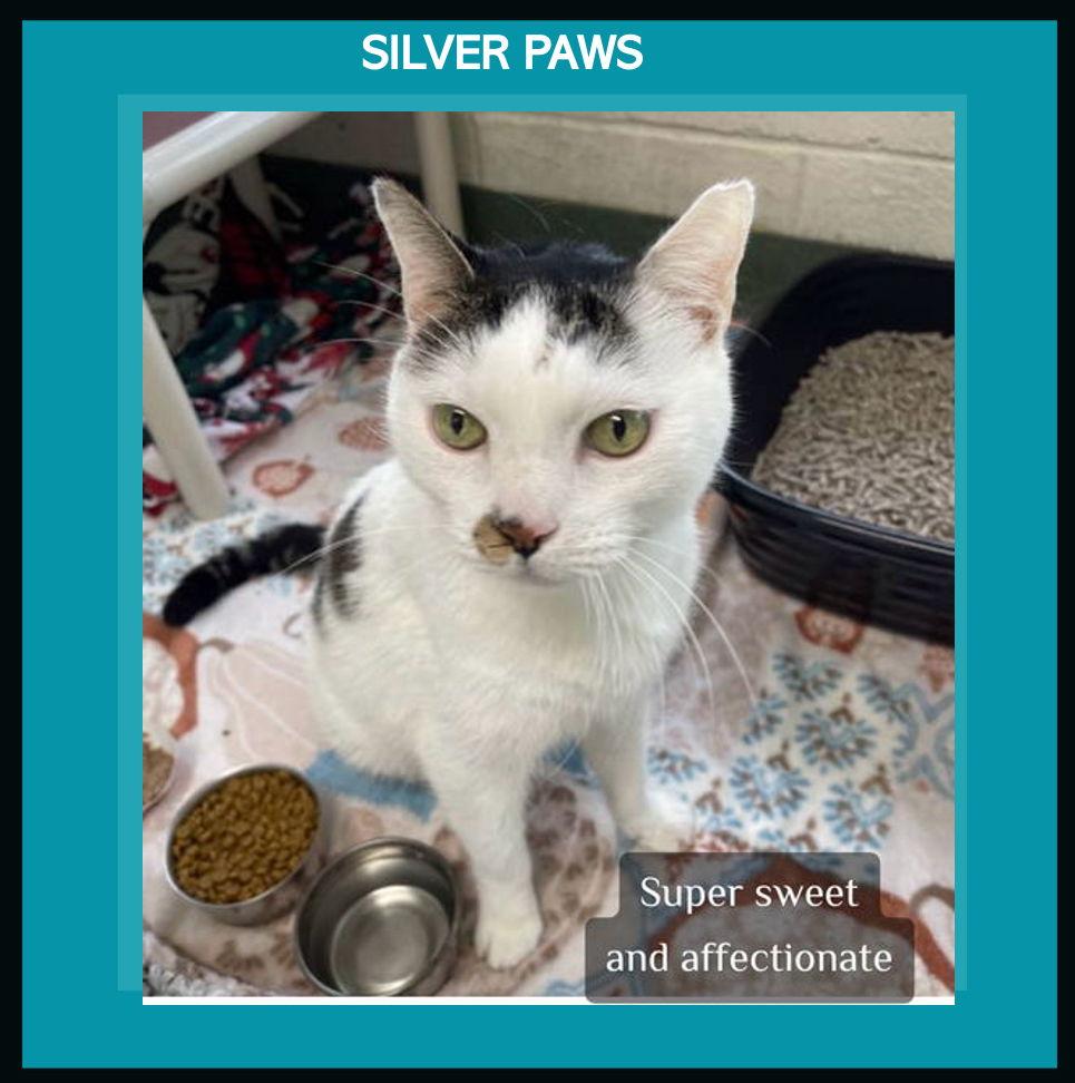 Mr. Ed *, a Adoptable Tabby in Royal Palm Beach, FL image 3/3