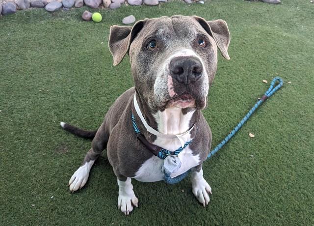KHALEO, Adoptable, Adult Male Pit Bull Terrier.