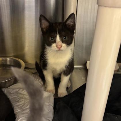 Marston, Adoptable, Young Male Domestic Short Hair & Domestic Short Hair.