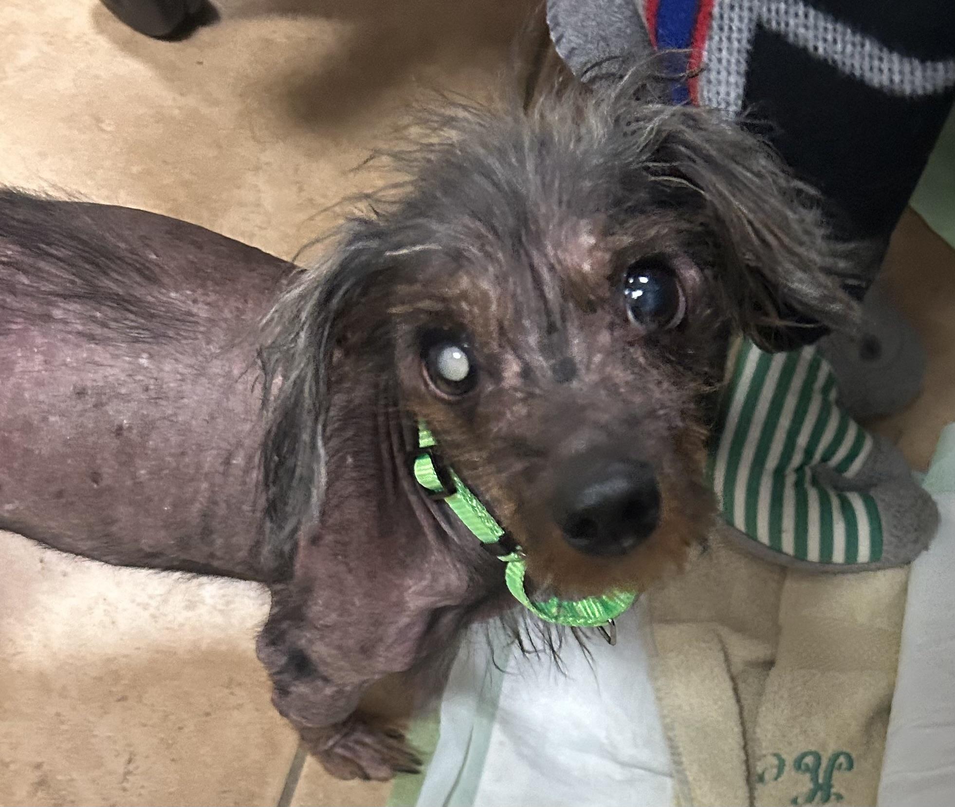 Enlarge Naked Max, a ADOPTABLE mixed breed in Oak Ridge, NJ image 1/3