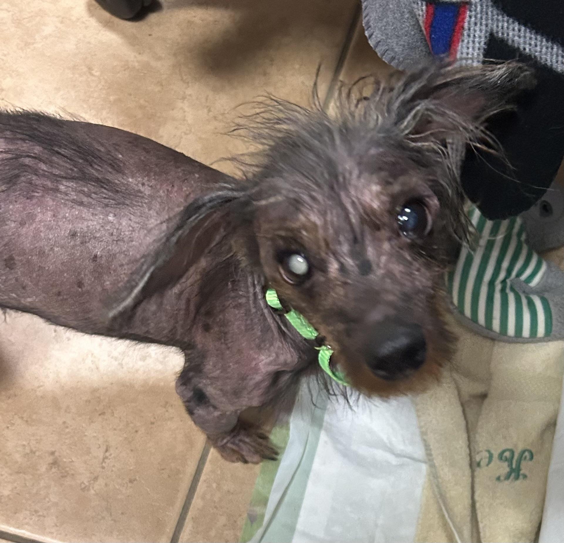 Enlarge Naked Max, a ADOPTABLE mixed breed in Oak Ridge, NJ image 2/3