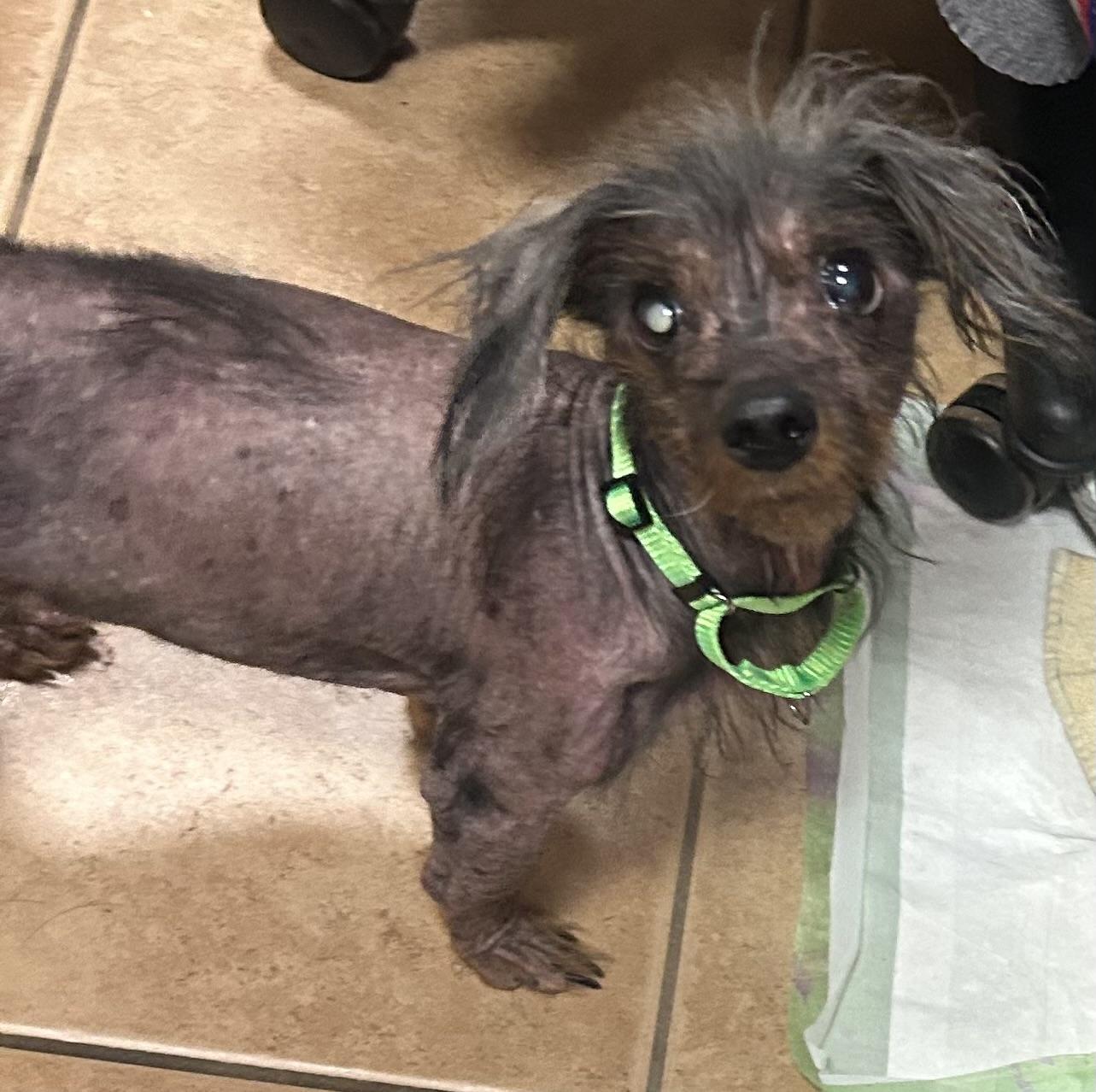 Enlarge Naked Max, a ADOPTABLE mixed breed in Oak Ridge, NJ image 3/3