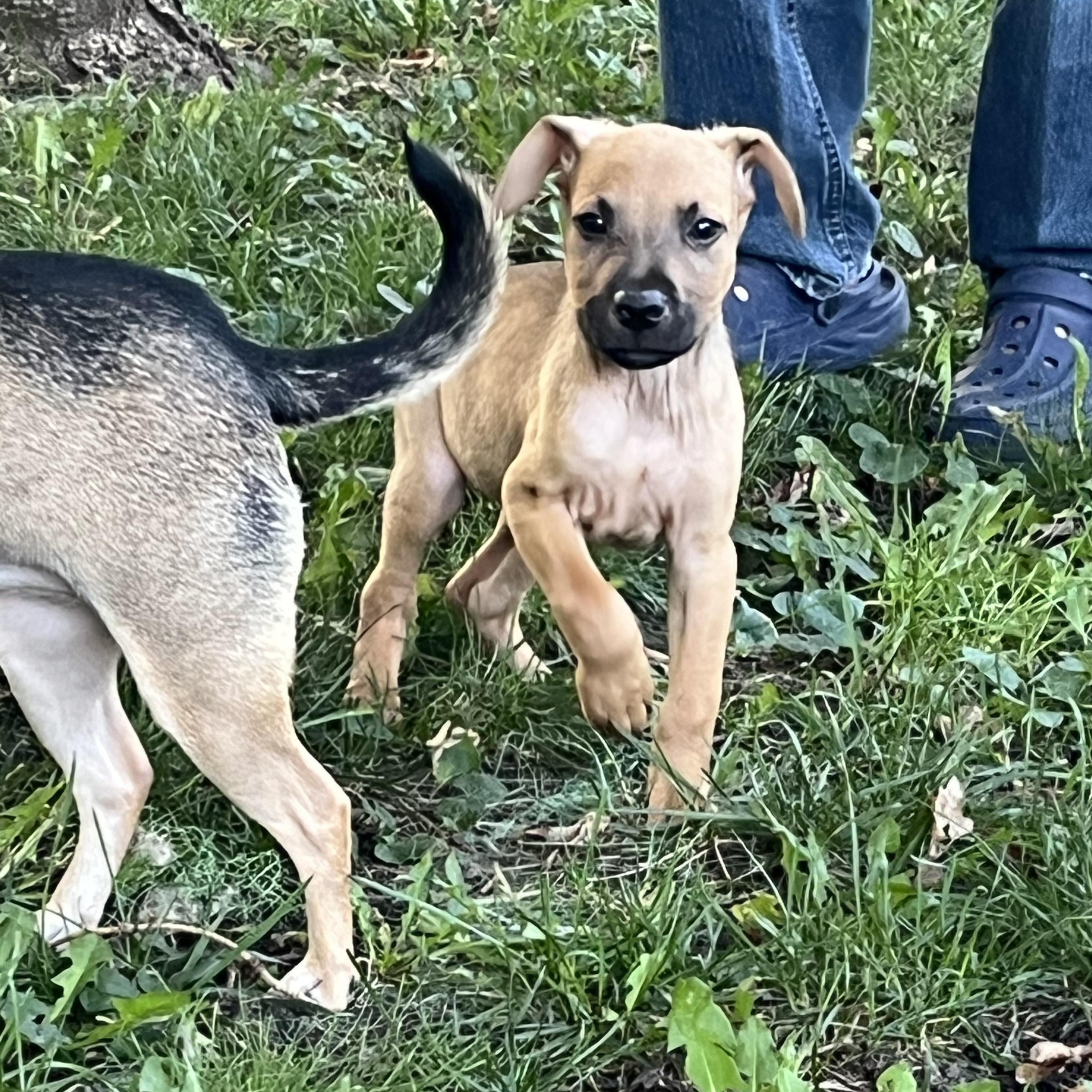 Finch, a Adoptable mixed breed in Byron, IL image 1/6
