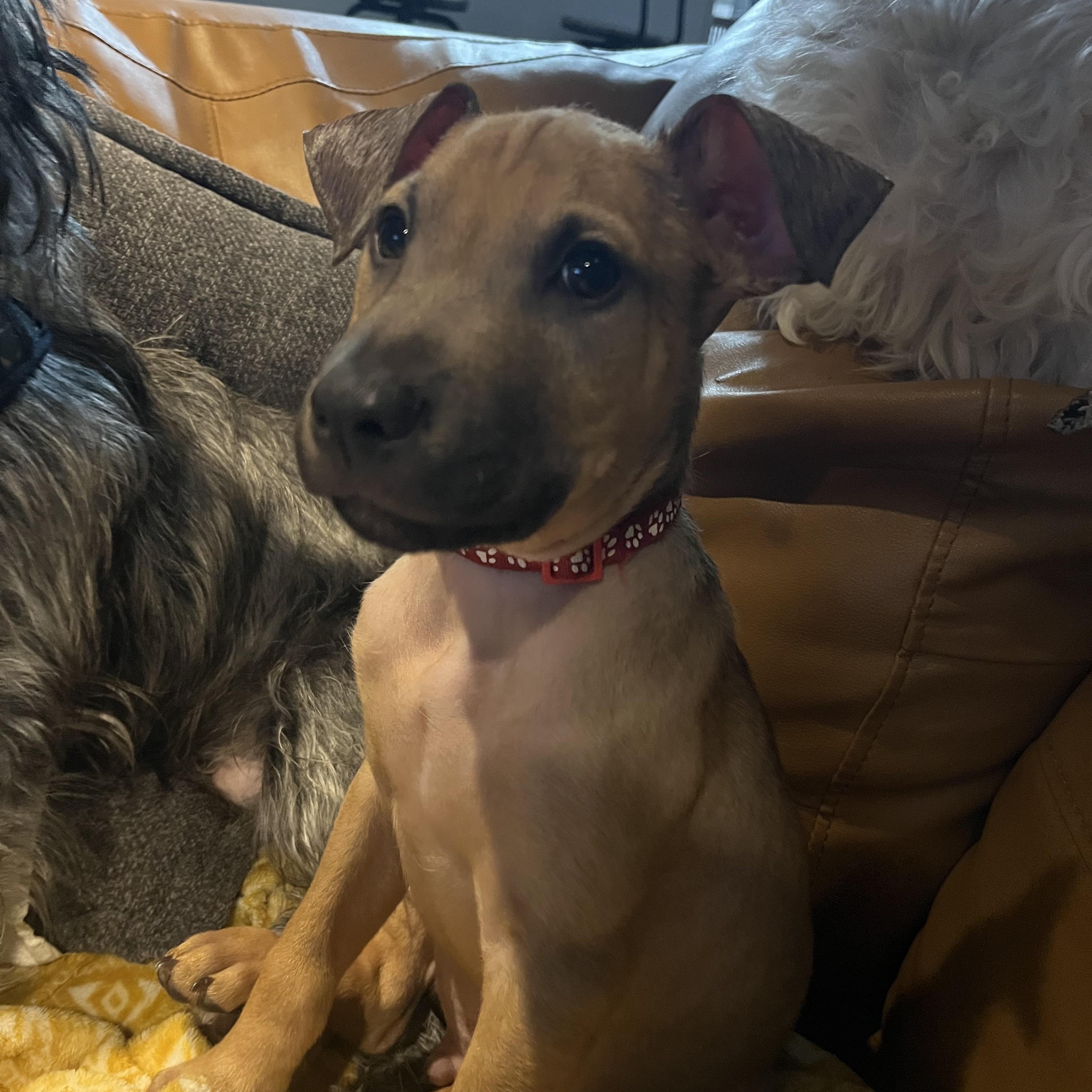 Finch, a Adoptable mixed breed in Byron, IL image 2/6