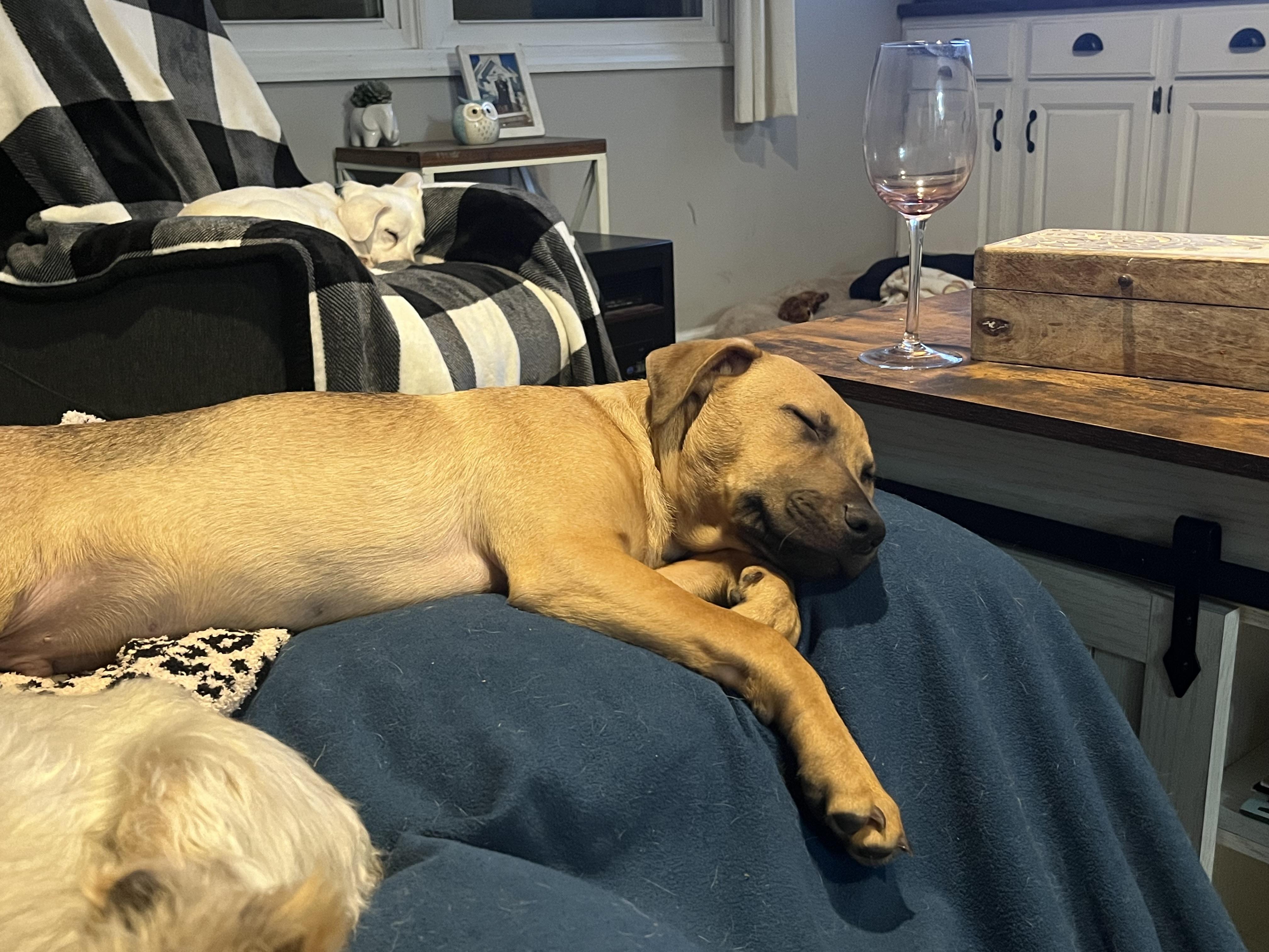 Enlarge Finch, a Adoptable mixed breed in Byron, IL image 4/5