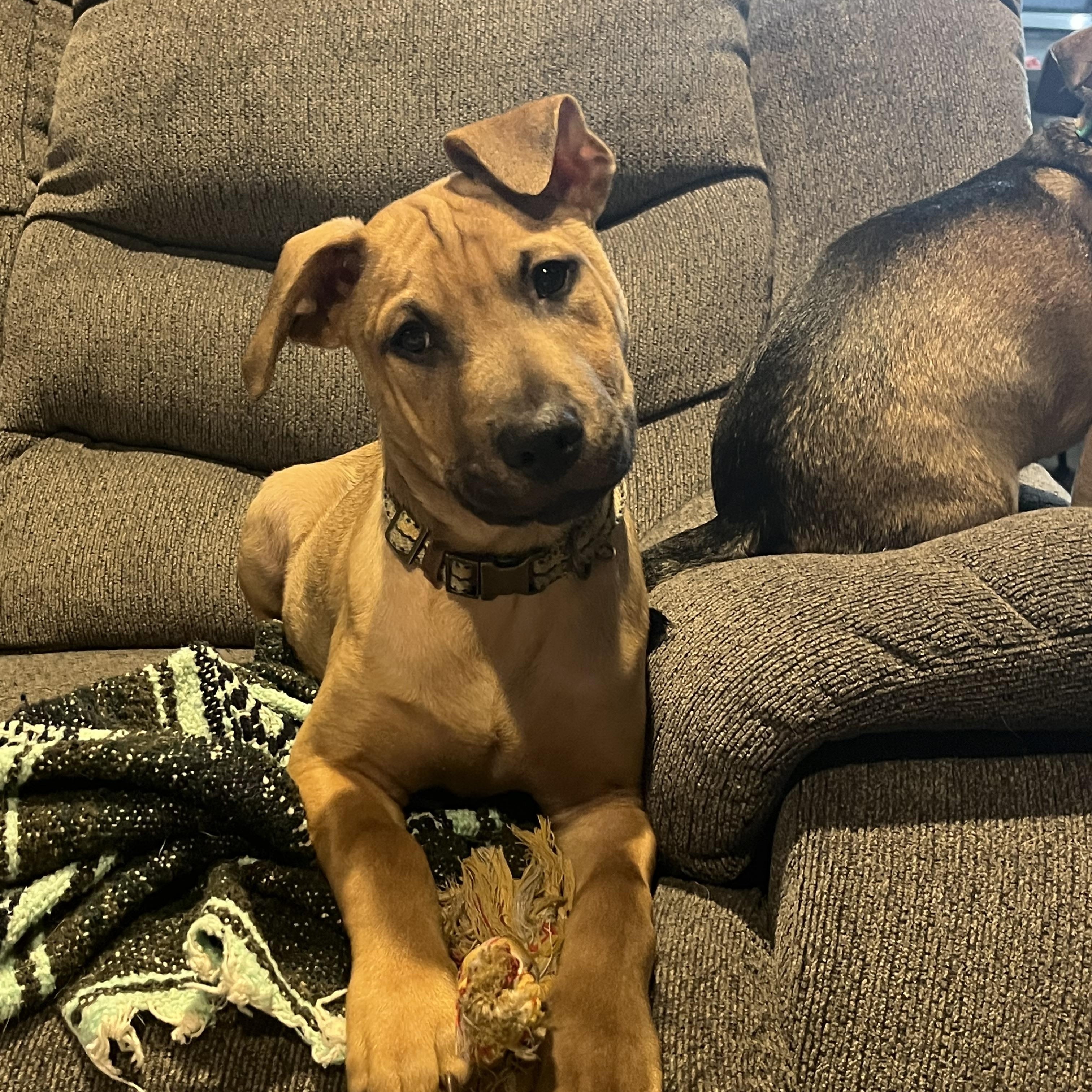 Finch, Adoptable, Young Male Beagle.