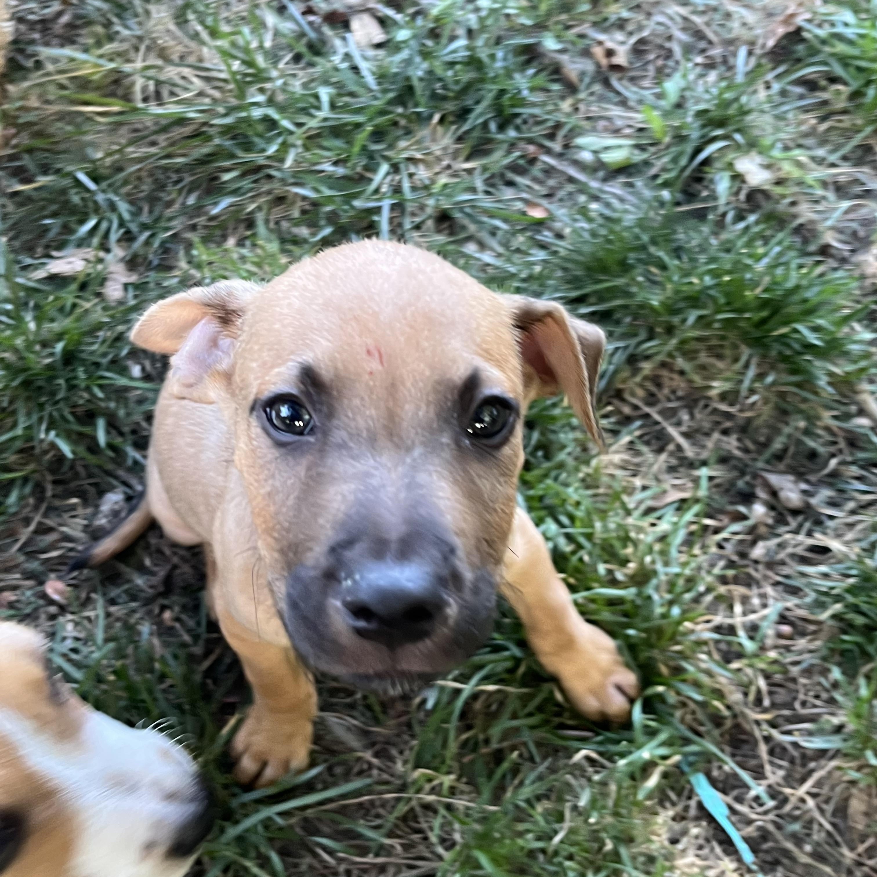 Finch, a Adoptable mixed breed in Byron, IL image 3/6