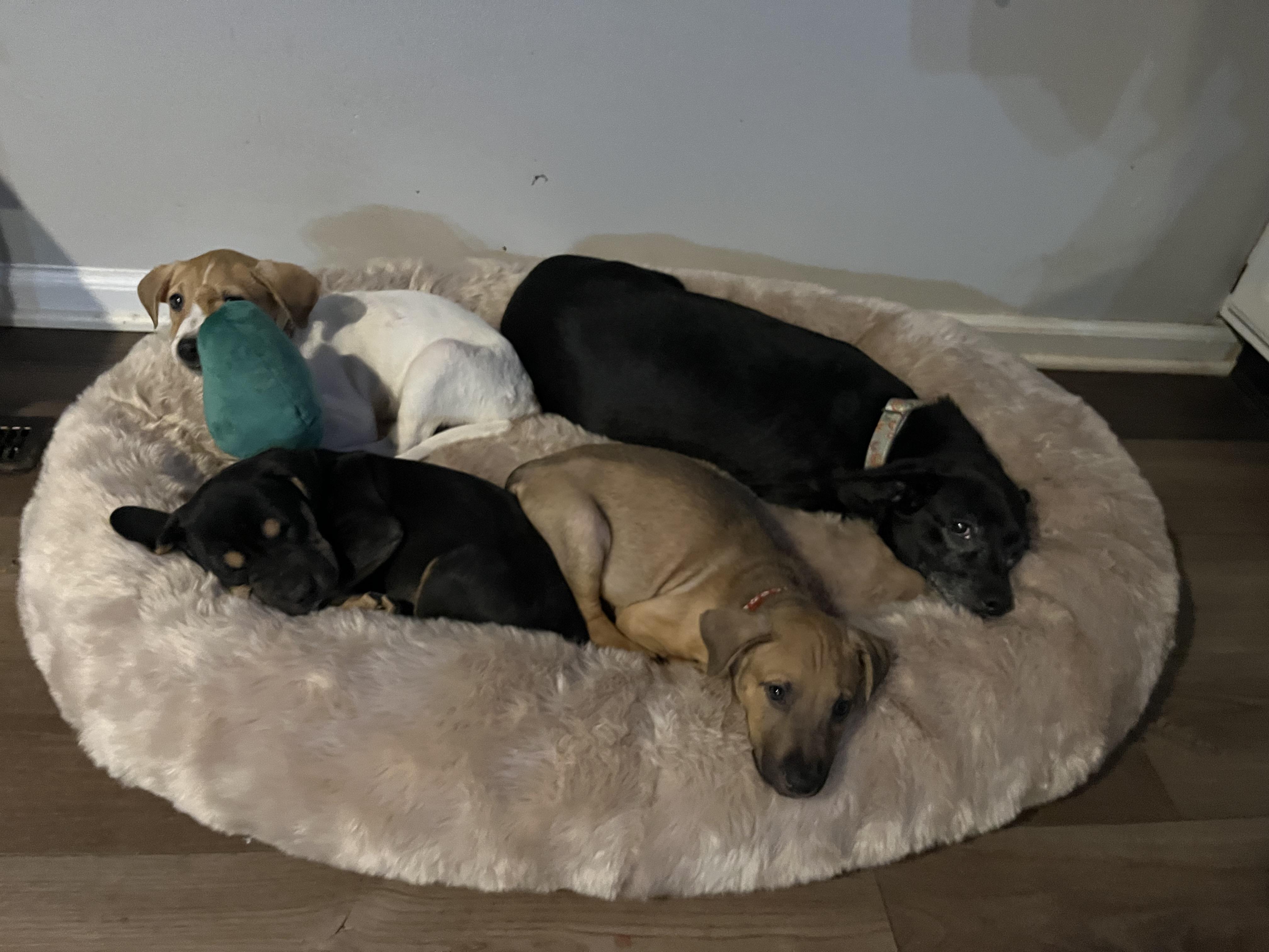 Finch, a Adoptable mixed breed in Byron, IL image 4/6