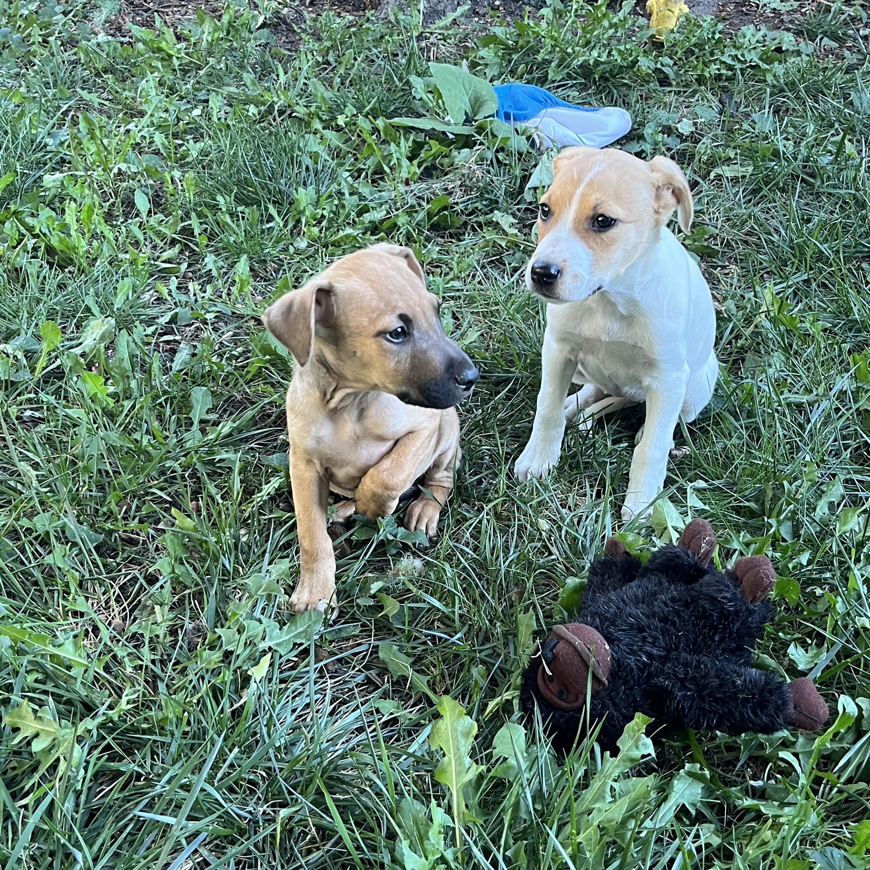 Finch, a Adoptable mixed breed in Byron, IL image 5/6