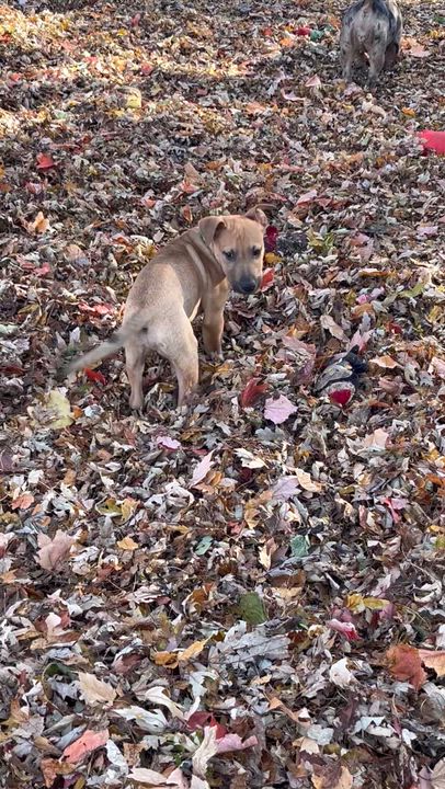 Enlarge Finch, a Adoptable mixed breed in Byron, IL video 6/6