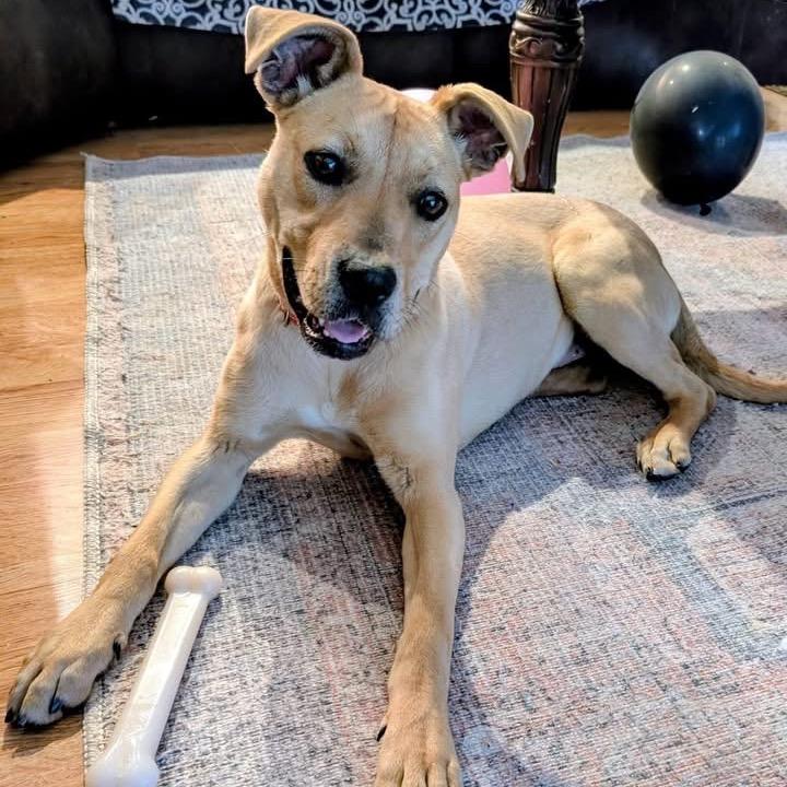 Enlarge Anette, a Adoptable Mixed Breed in Pauls Valley, OK image 1/6