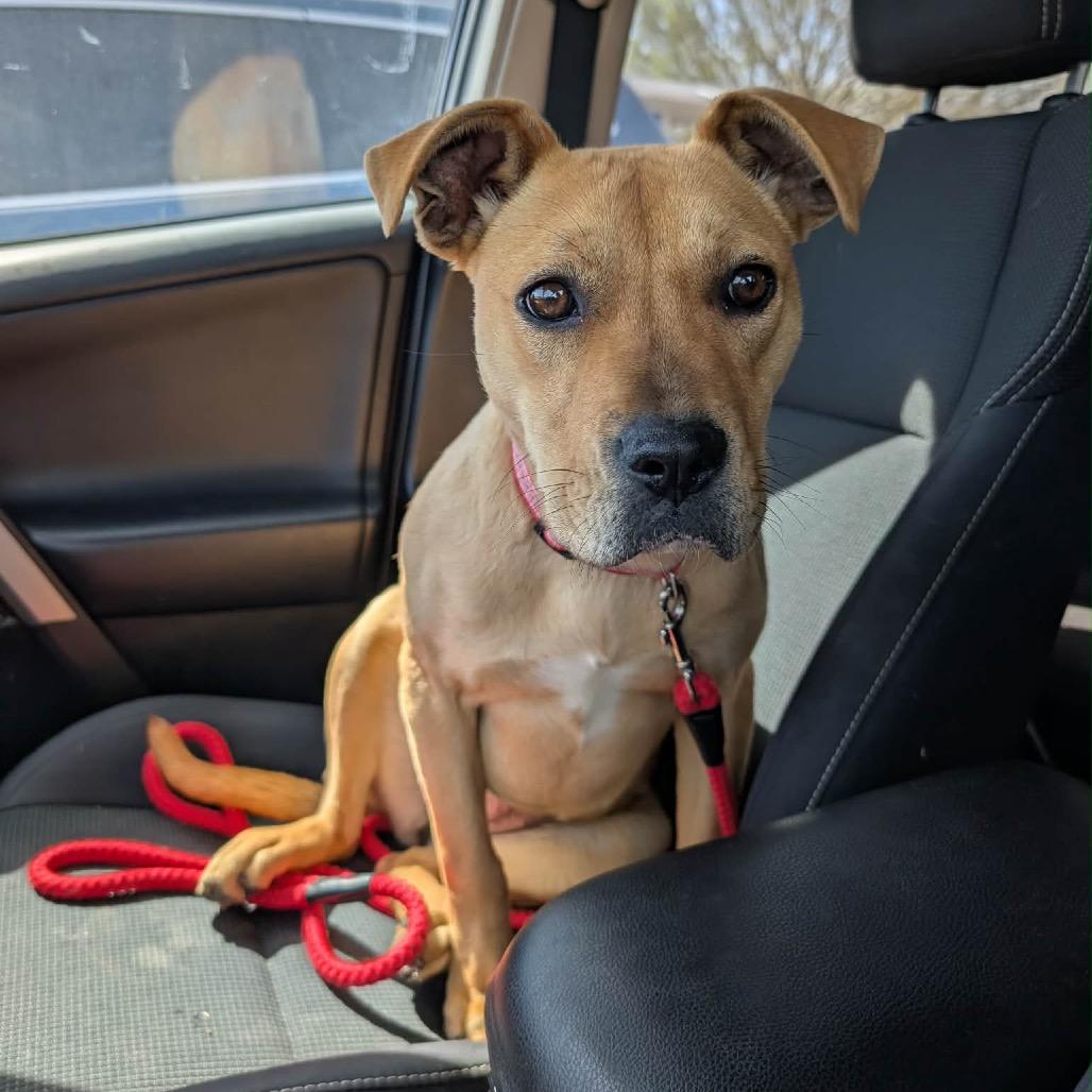 Enlarge Anette, a Adoptable Mixed Breed in Pauls Valley, OK image 2/6