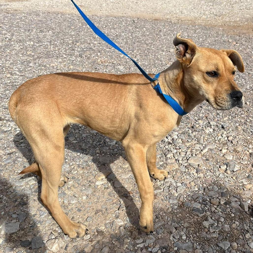 Enlarge Anette, a Adoptable Mixed Breed in Pauls Valley, OK image 3/6