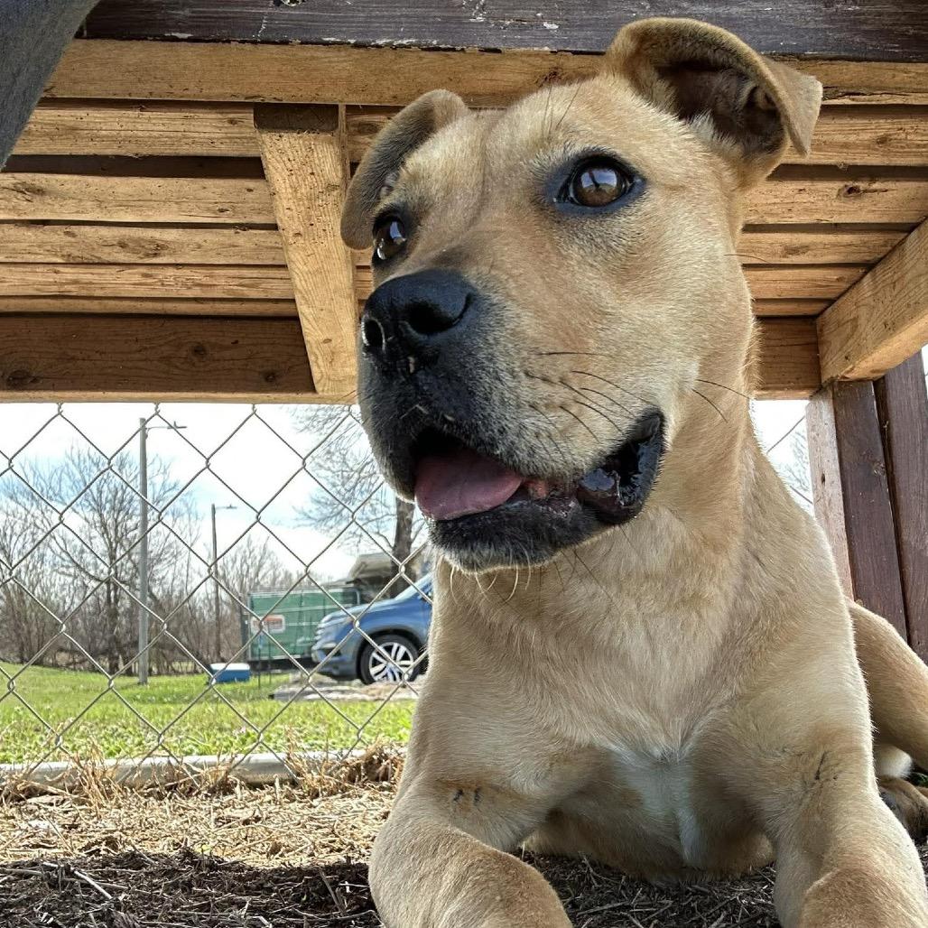 Enlarge Anette, a Adoptable Mixed Breed in Pauls Valley, OK image 4/6