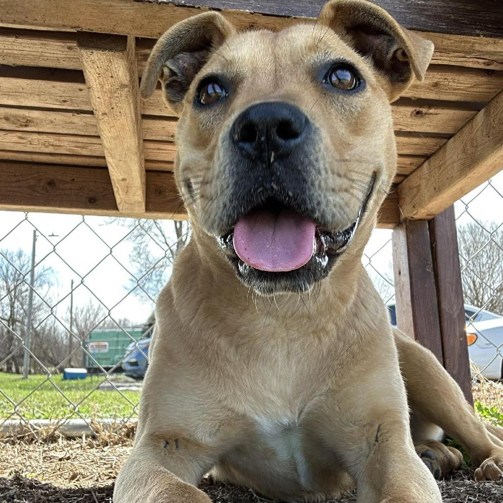 Enlarge Anette, a Adoptable Mixed Breed in Pauls Valley, OK image 5/6