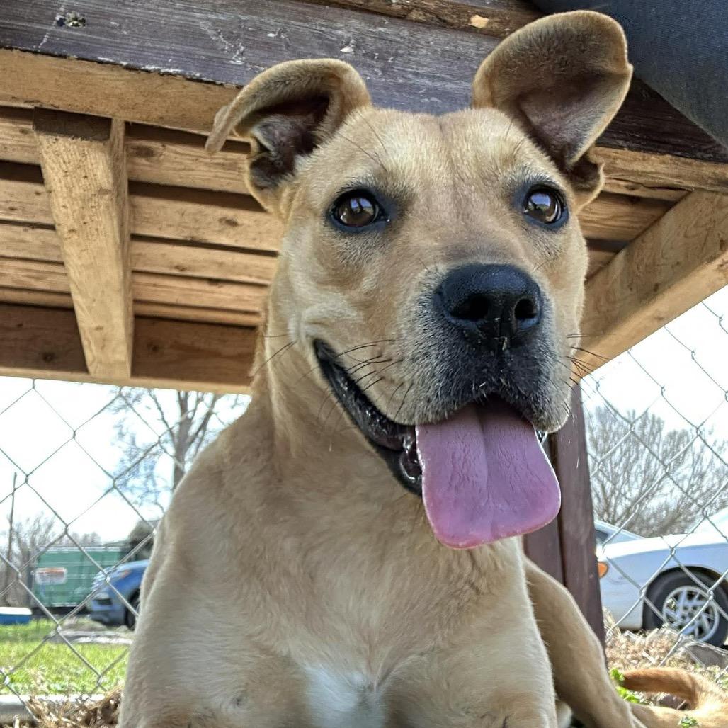 Enlarge Anette, a Adoptable Mixed Breed in Pauls Valley, OK image 6/6