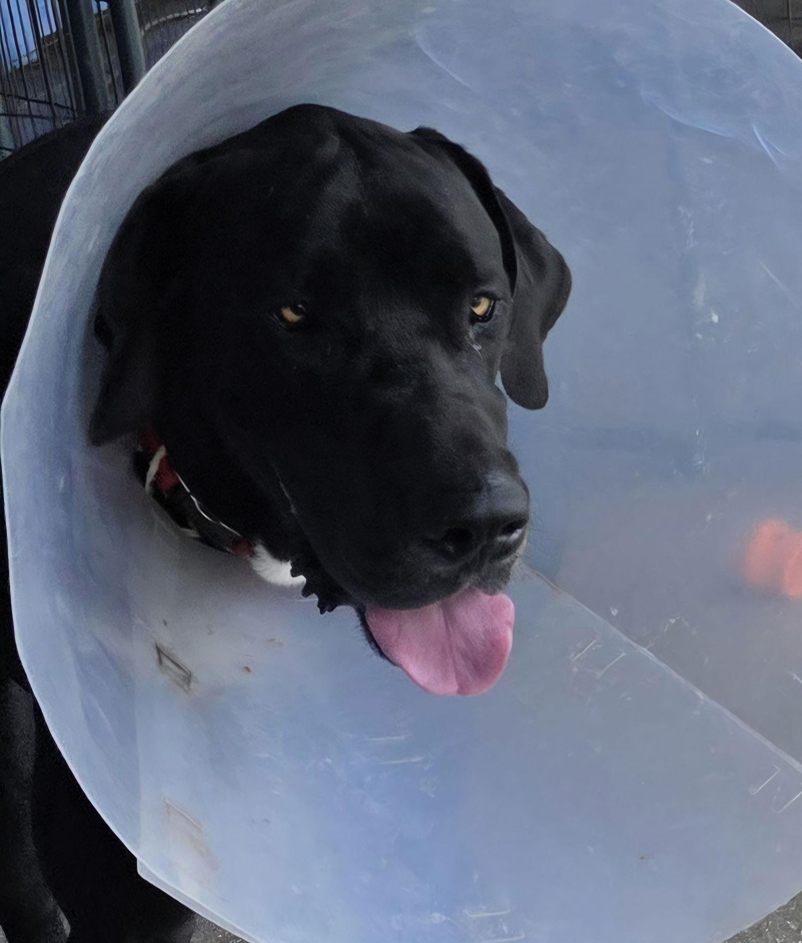 Enlarge Trevor, a Adoptable Great Dane in Jupiter, FL image 1/1