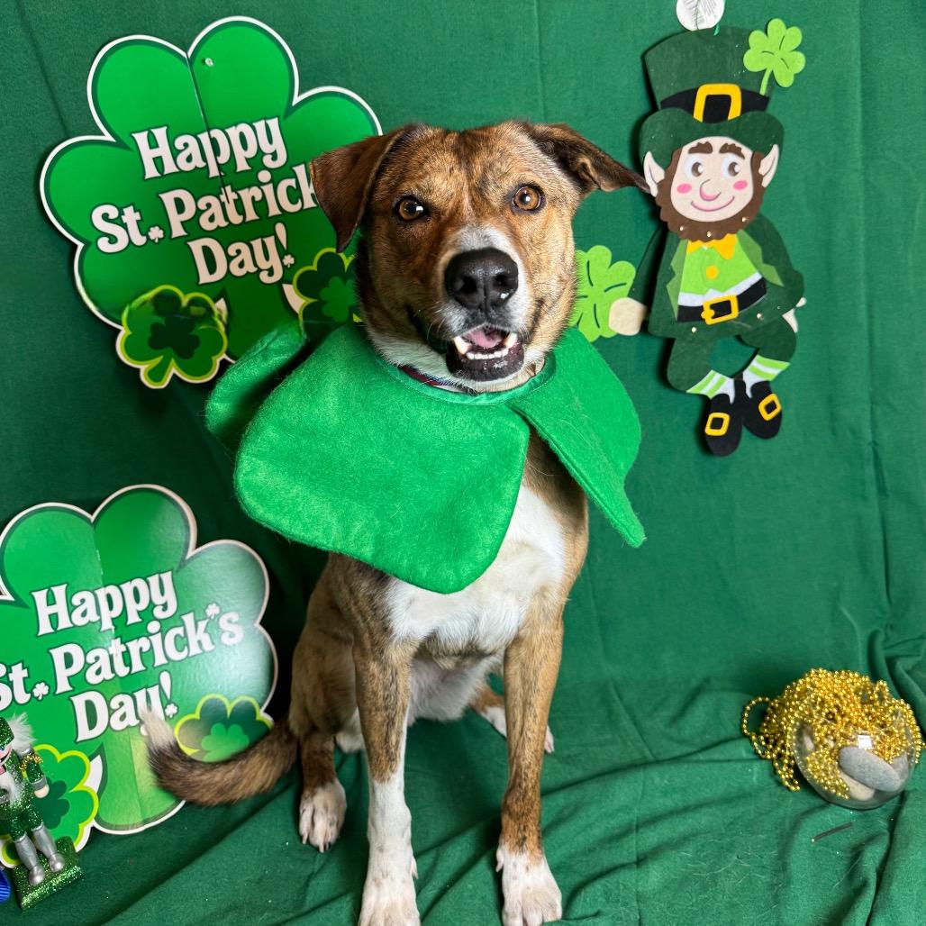 Enlarge Starlet, a Adoptable Shepherd in Fresno, CA image 1/1