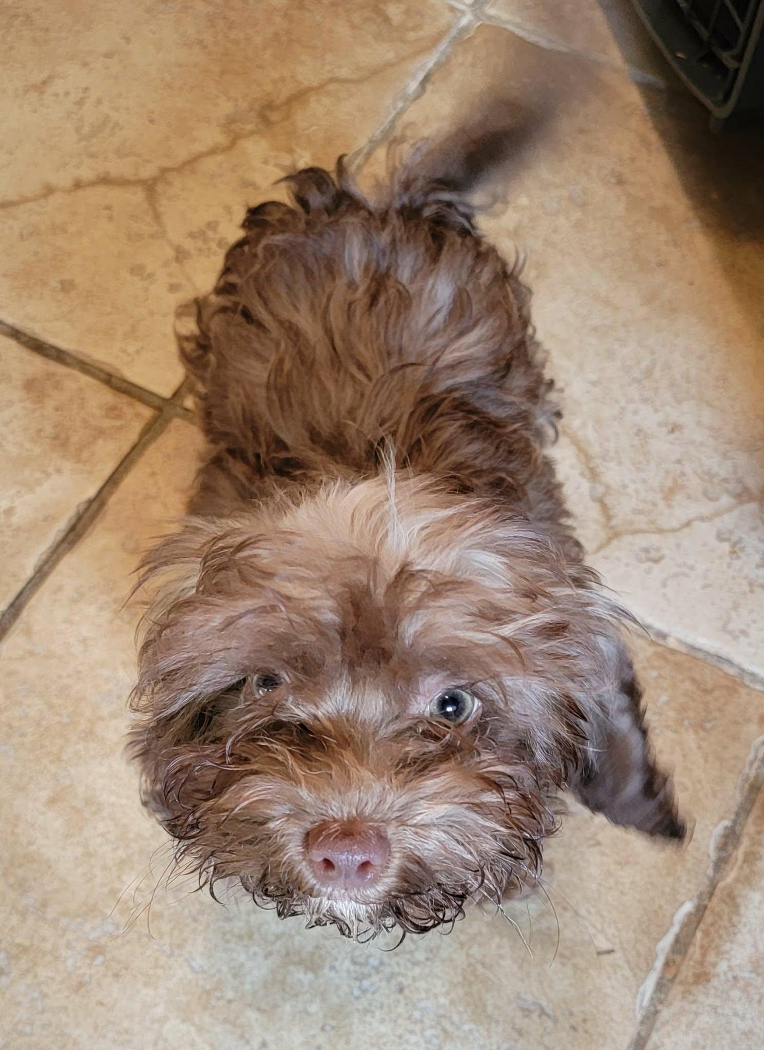 Enlarge Damon, an adopted mixed breed in Van Alstyne, TX image 2/3