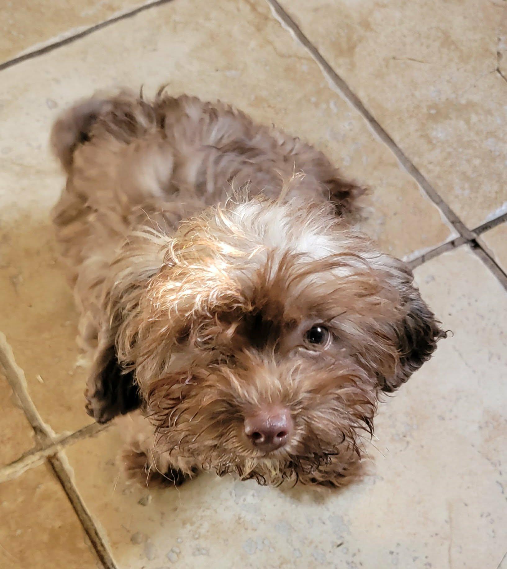 Enlarge Damon, an adopted mixed breed in Van Alstyne, TX image 1/3