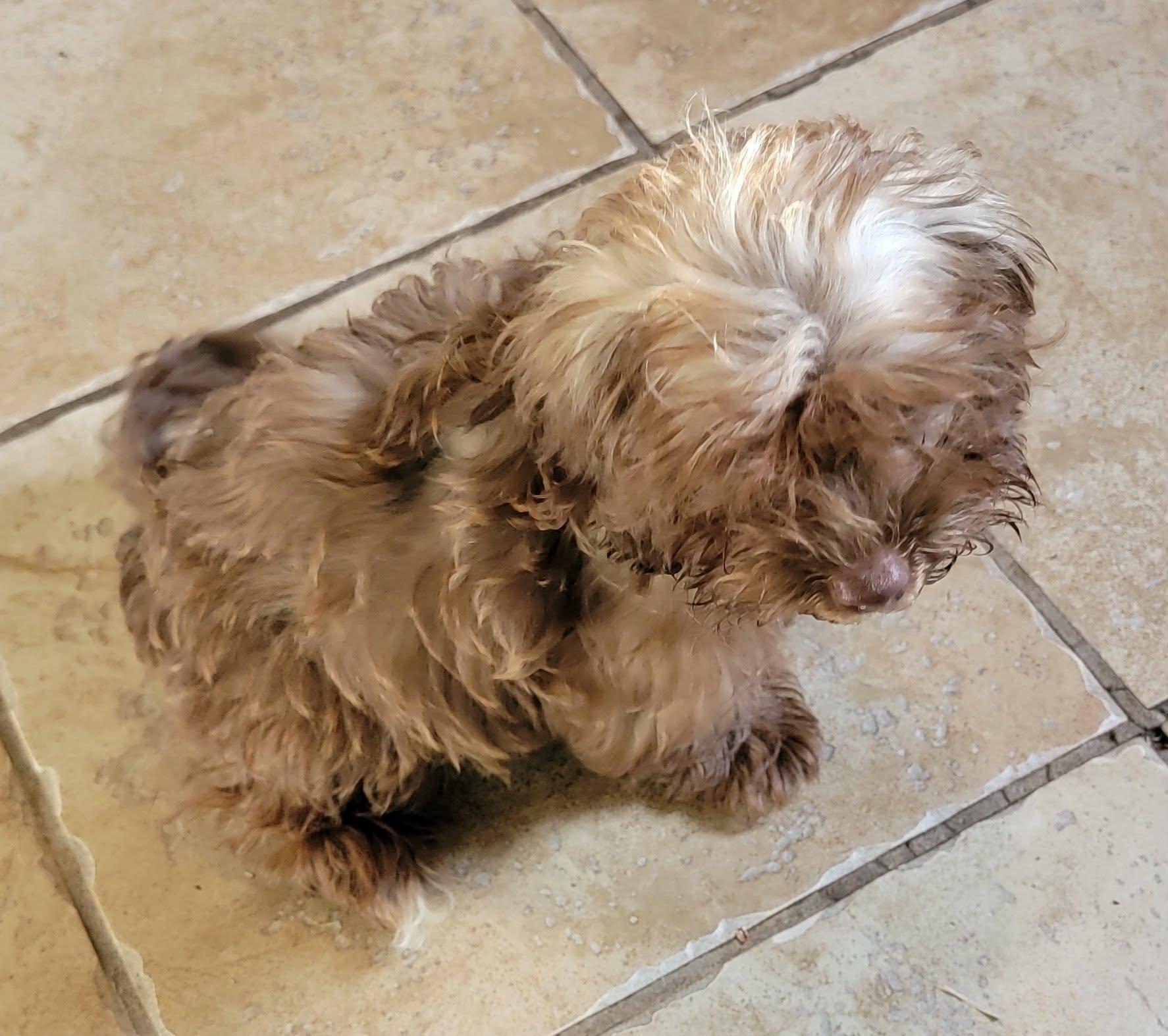 Enlarge Damon, an adopted mixed breed in Van Alstyne, TX image 3/3