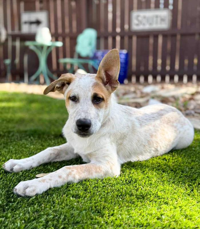 Ozzie, a ADOPTABLE mixed breed in Southport, CT image 5/6