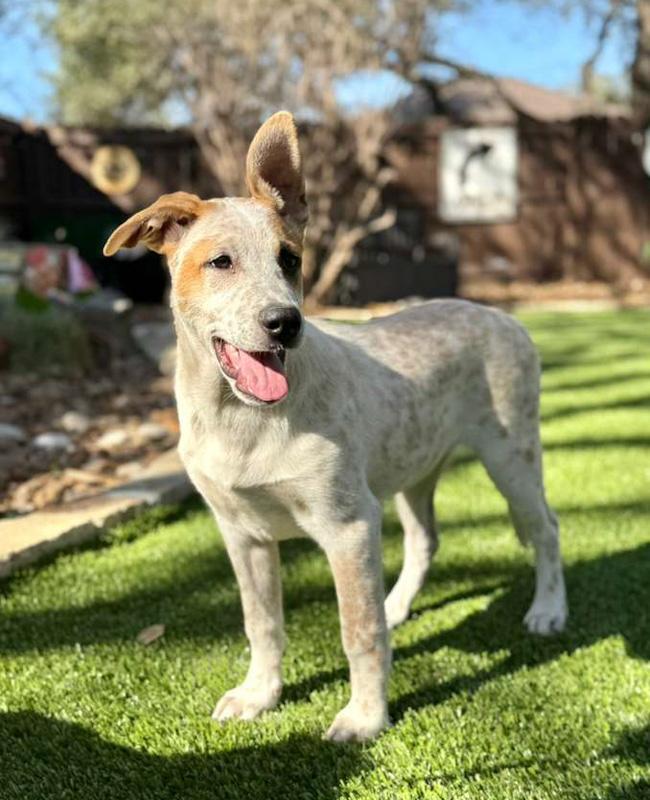 Ozzie, a ADOPTABLE mixed breed in Southport, CT image 3/6