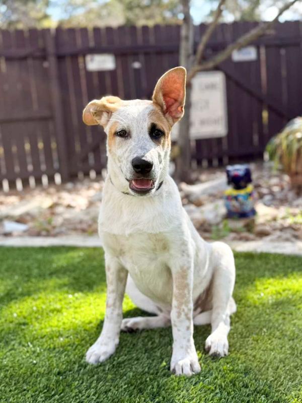 Ozzie, a ADOPTABLE mixed breed in Southport, CT image 6/6