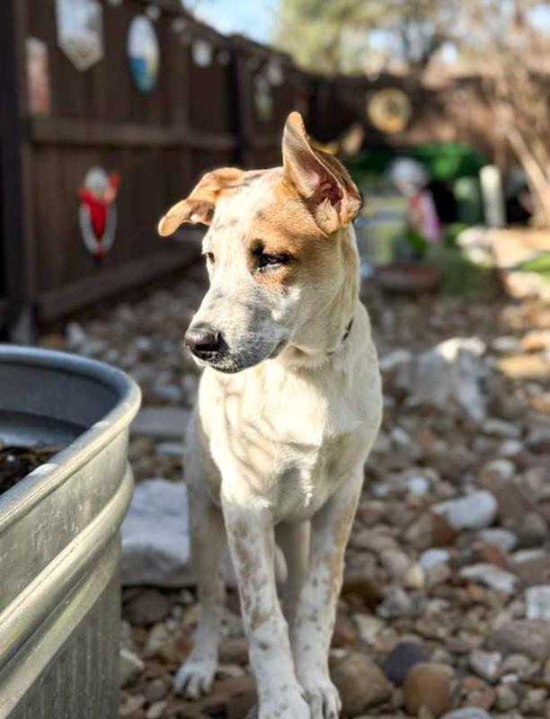 Ozzie, a ADOPTABLE mixed breed in Southport, CT image 4/6