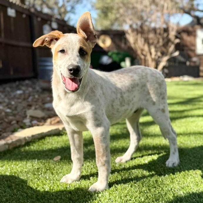 Ozzie, ADOPTABLE, Puppy Male Australian Cattle Dog / Blue Heeler & Shepherd.