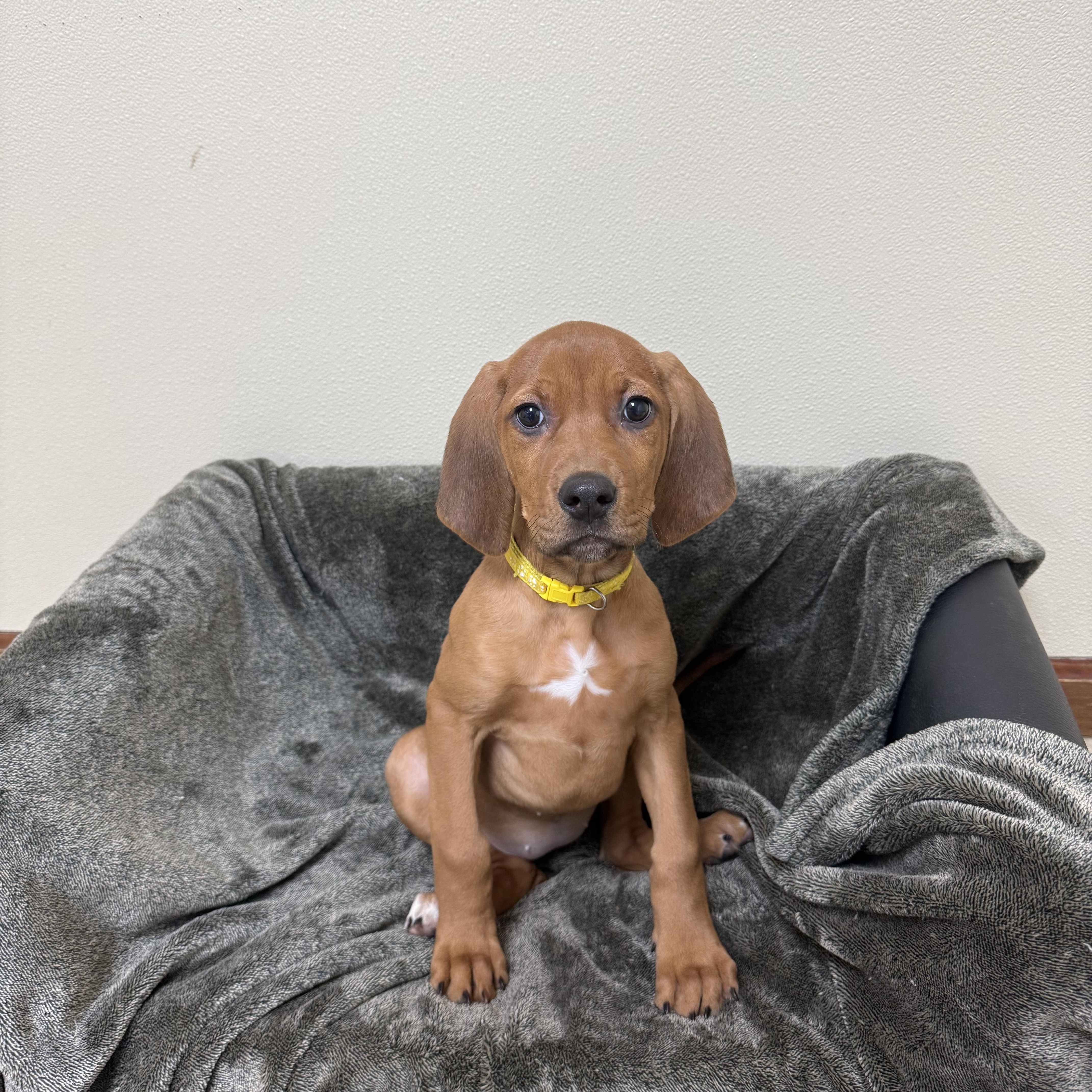 Enlarge Sleepy, a Adoptable mixed breed in Douglas, MA image 4/4