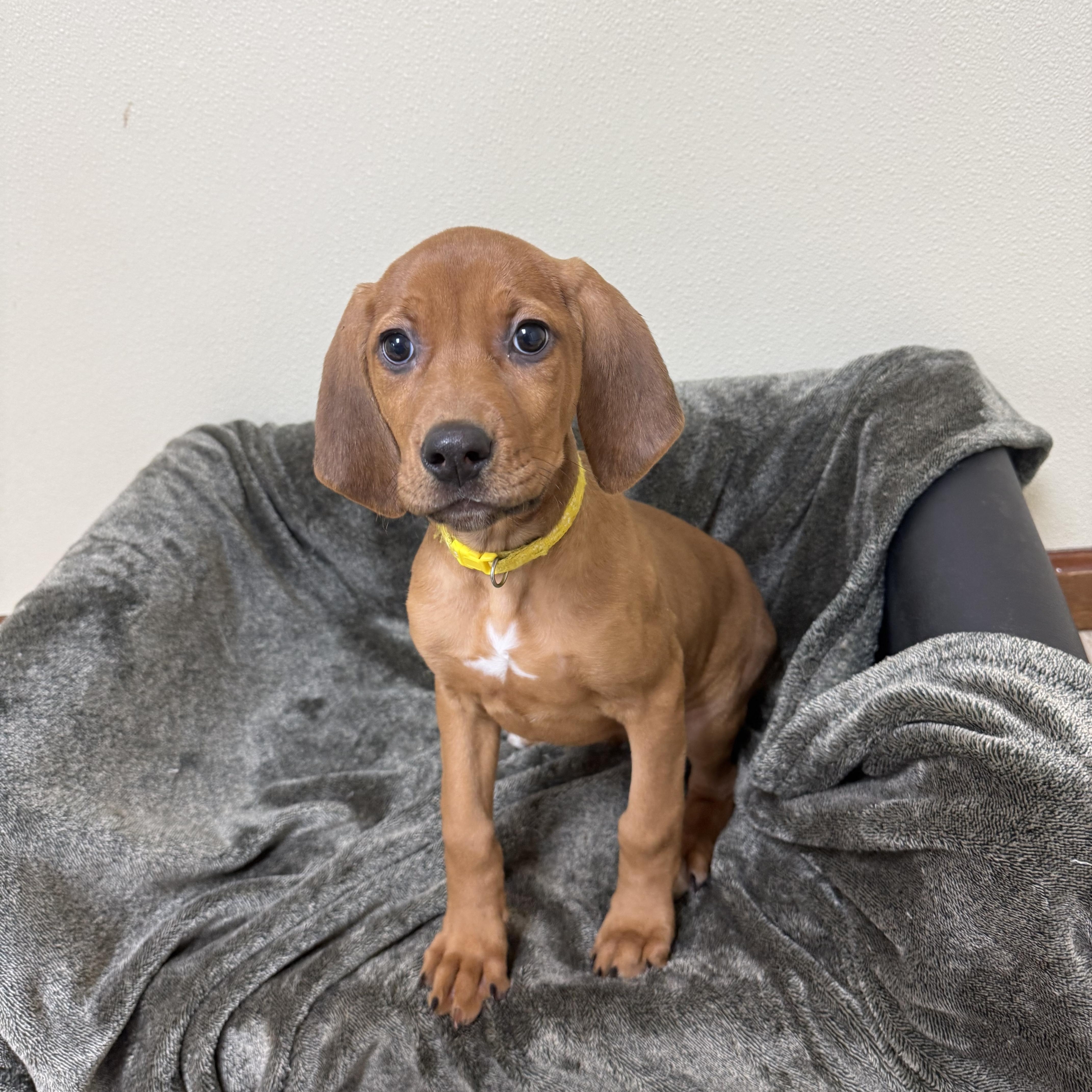 Sleepy, Adoptable, Puppy Female Hound.