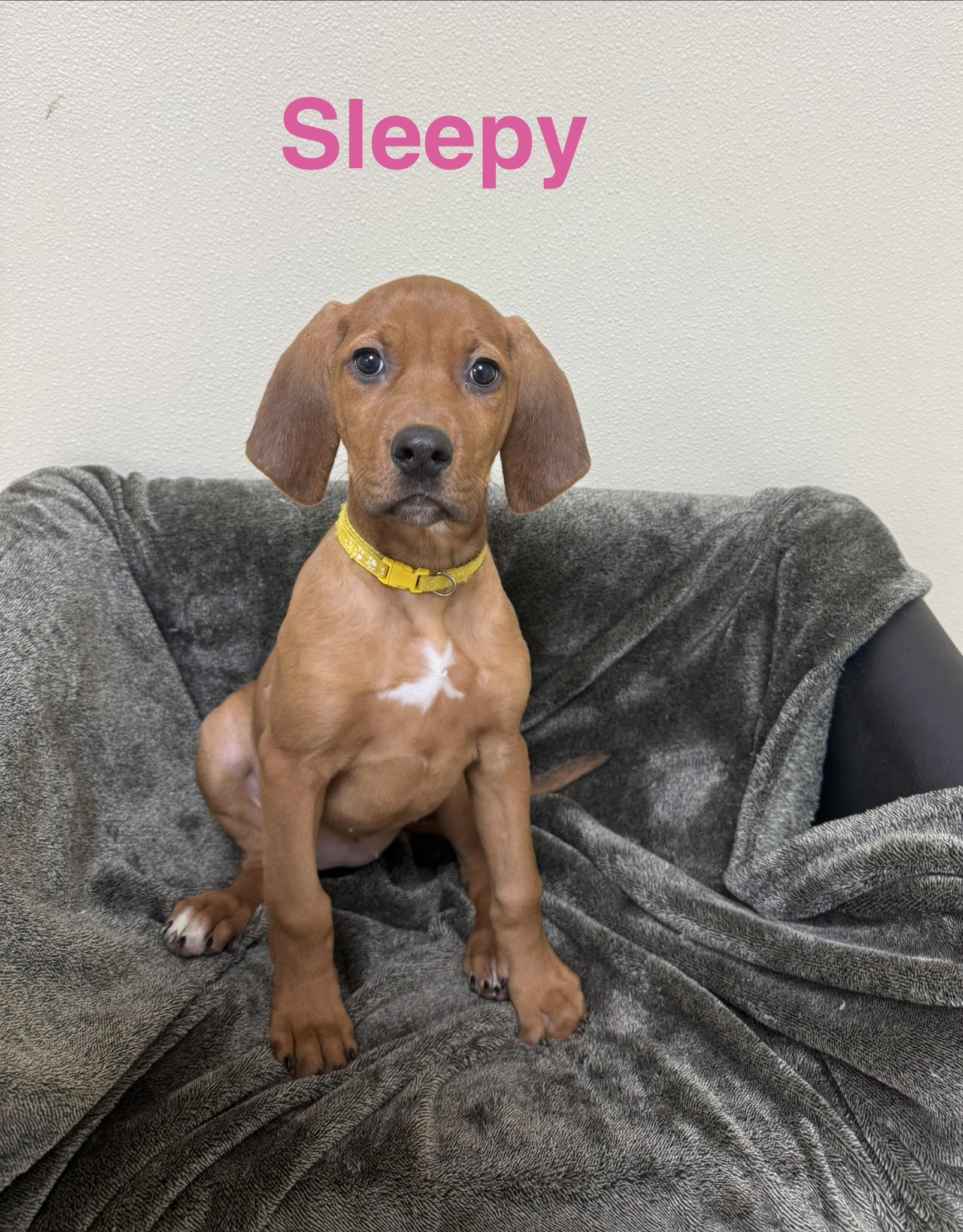 Enlarge Sleepy, a Adoptable mixed breed in Douglas, MA image 3/4