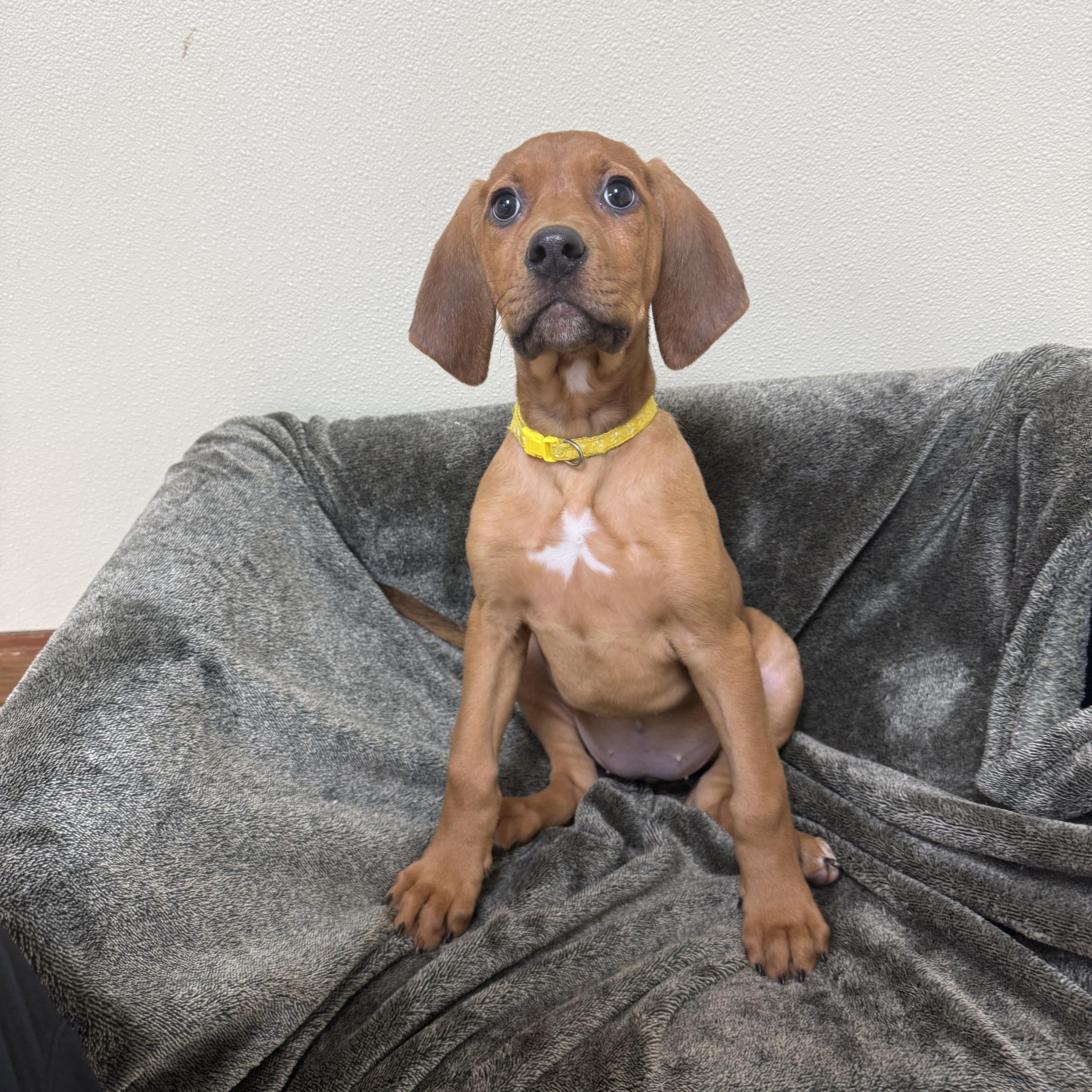 Enlarge Sleepy, a Adoptable mixed breed in Douglas, MA image 2/4