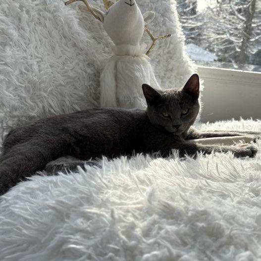 Enlarge Charm, a Adoptable Domestic Short Hair in Hawley, PA image 5/5