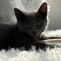 Enlarge Charm, a Adoptable Domestic Short Hair in Hawley, PA image 4/5