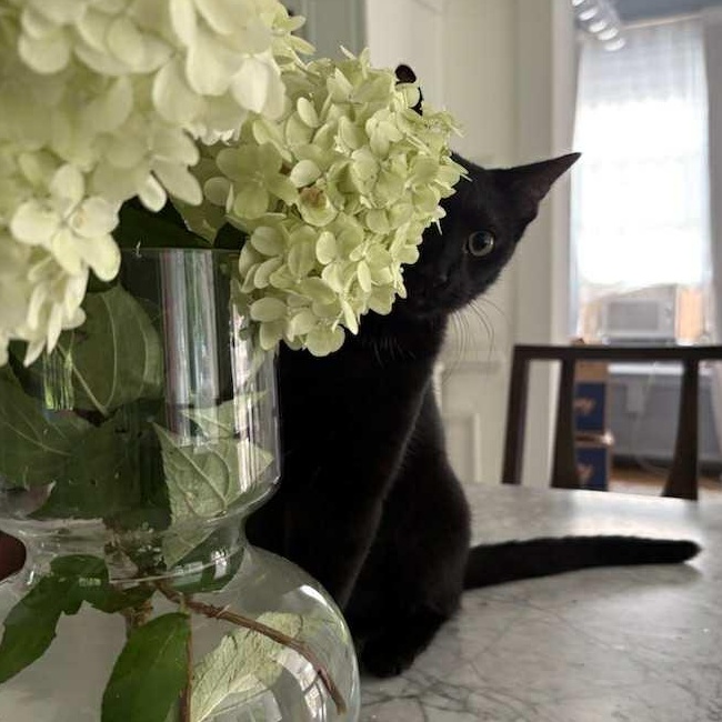 Enlarge Charm, a Adoptable Domestic Short Hair in Hawley, PA image 2/5