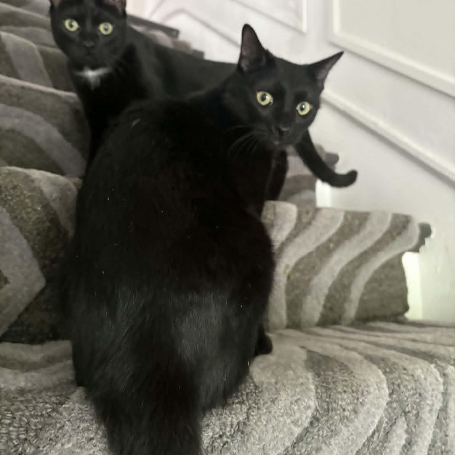 Charm, Adoptable, Young Female Domestic Short Hair.