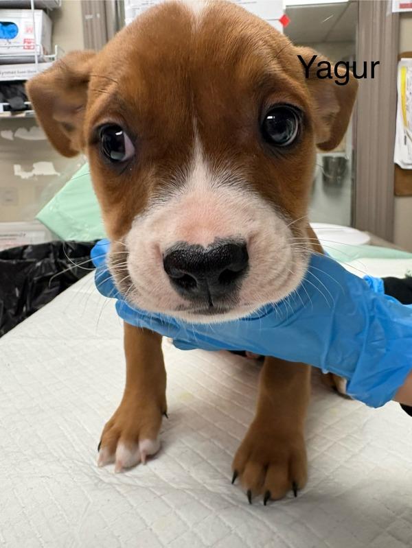 Enlarge Jager, a Adoptable mixed breed in Knoxville, TN image 1/1