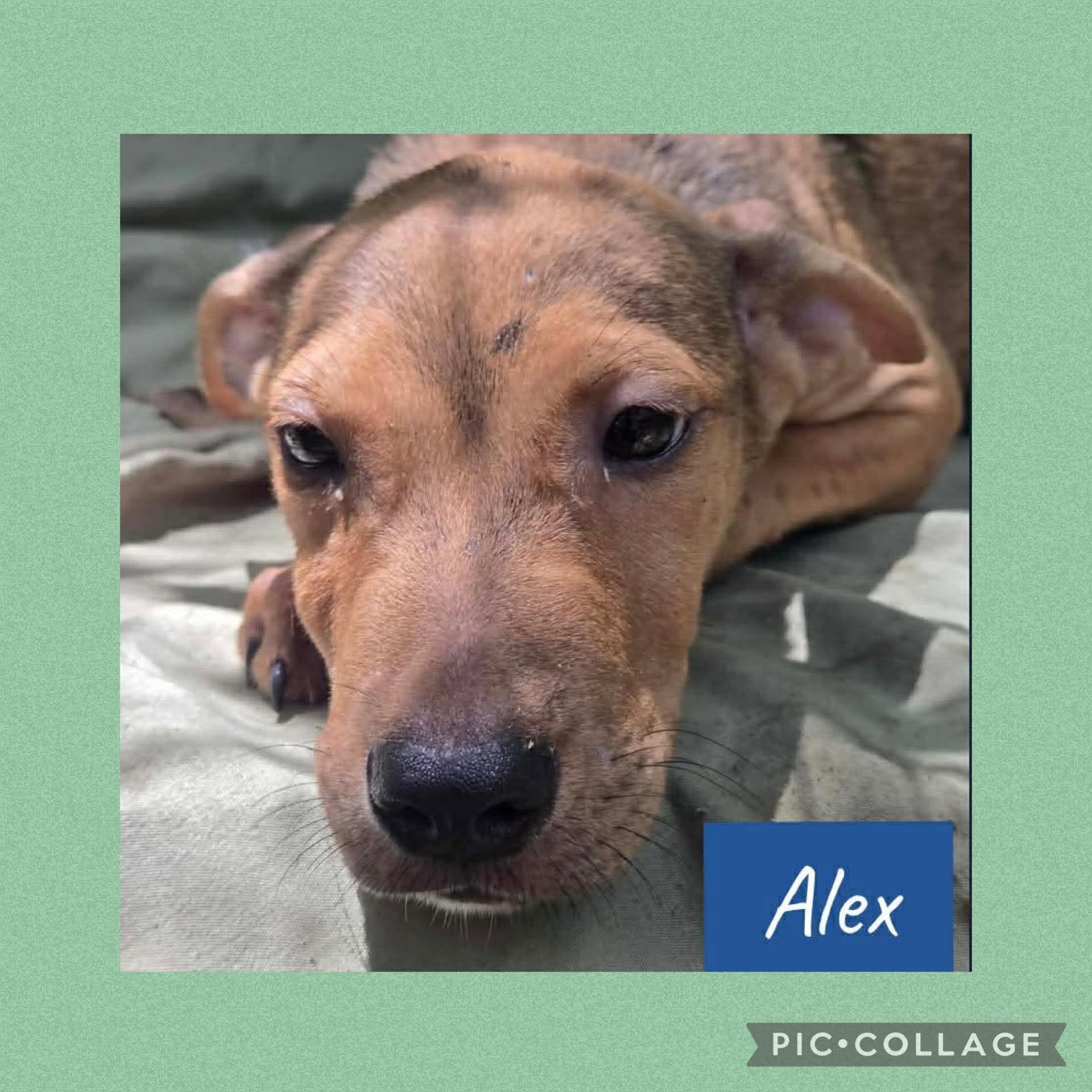 Enlarge Alex, a Adoptable mixed breed in Ringwood, NJ image 1/1