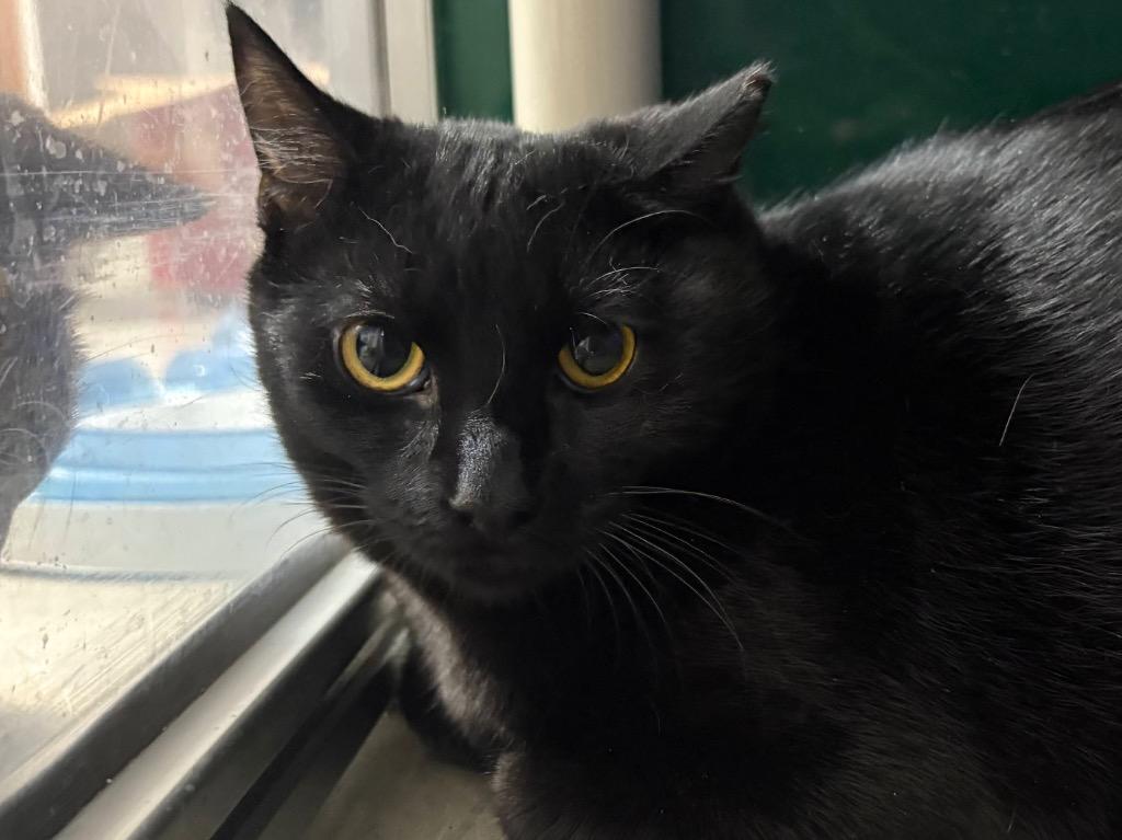 Vindaloo, Adoptable, Young Female Domestic Short Hair.