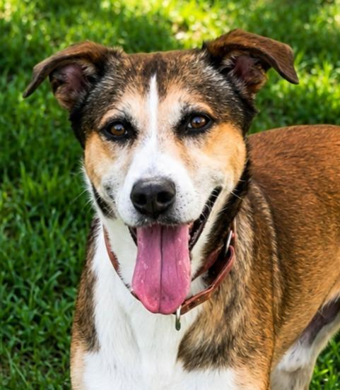 Luke, Adoptable, Adult Male Husky & Hound.